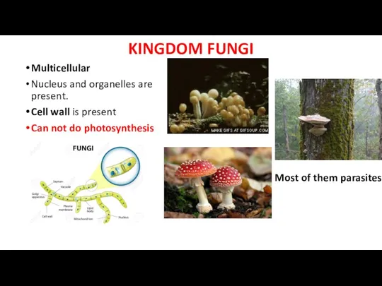 KINGDOM FUNGI Multicellular Nucleus and organelles are present. Cell wall is present Can