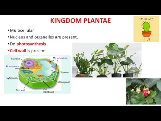 KINGDOM PLANTAE Multicellular Nucleus and organelles are present. Do photosynthesis Cell wall is present