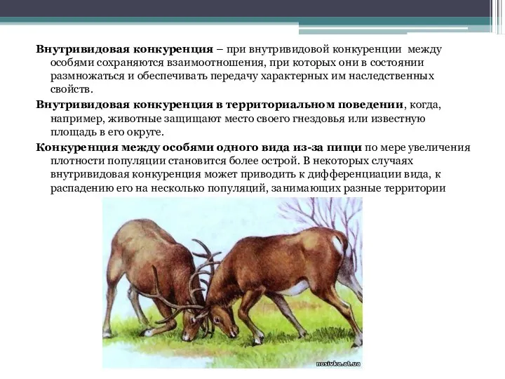 Внутривидовая конкуренция – при внутривидовой конкуренции между особями сохраняются взаимоотношения,