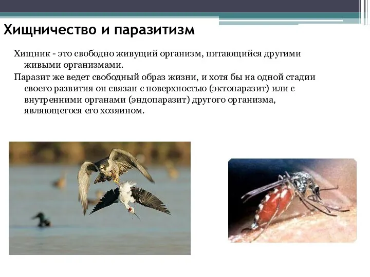 Хищничество и паразитизм Хищник - это свободно живущий организм, питающийся