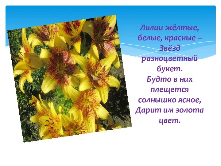 Лилии жёлтые, белые, красные – Звёзд разноцветный букет. Будто в них плещется солнышко