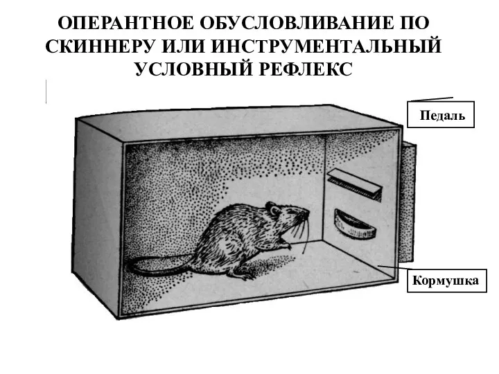 ОПЕРАНТНОЕ ОБУСЛОВЛИВАНИЕ ПО СКИННЕРУ ИЛИ ИНСТРУМЕНТАЛЬНЫЙ УСЛОВНЫЙ РЕФЛЕКС Педаль Кормушка