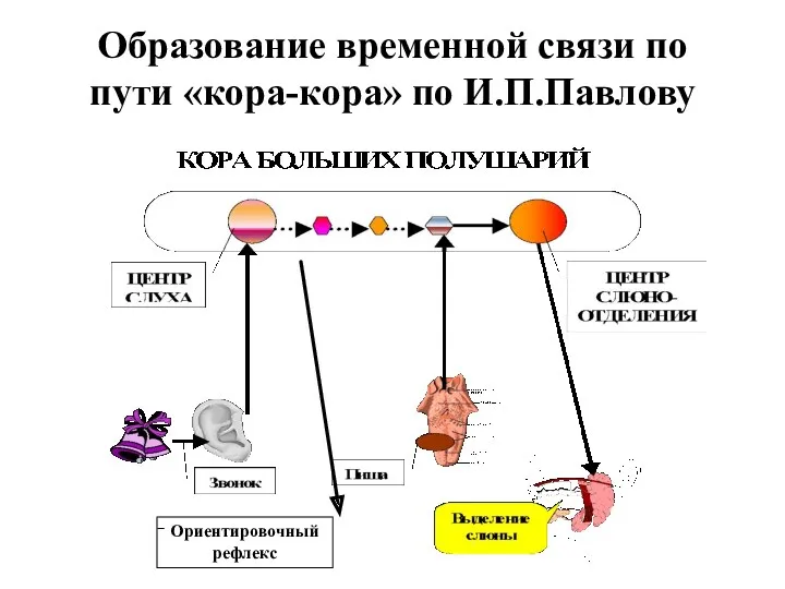 Образование временной связи по пути «кора-кора» по И.П.Павлову Ориентировочный рефлекс