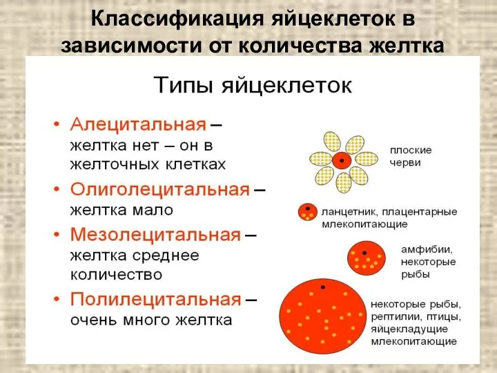 Классификация яйцеклеток в зависимости от количества желтка
