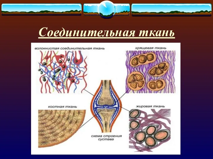 Соединительная ткань