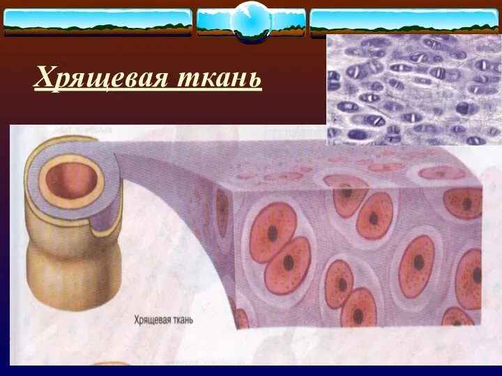 Хрящевая ткань