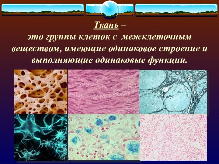 Ткань – это группы клеток с межклеточным веществом, имеющие одинаковое строение и выполняющие одинаковые функции.