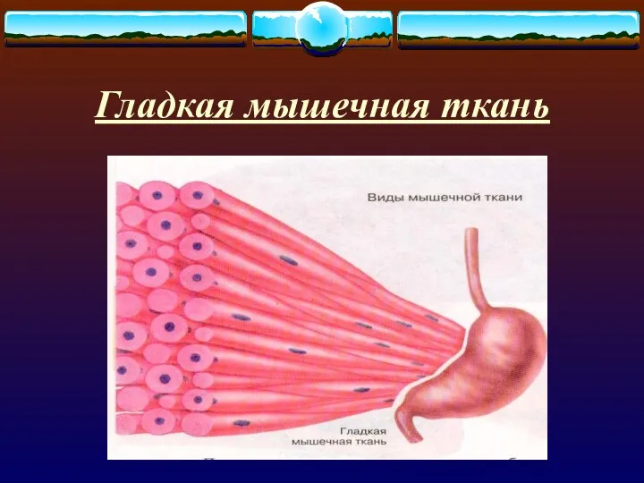 Гладкая мышечная ткань