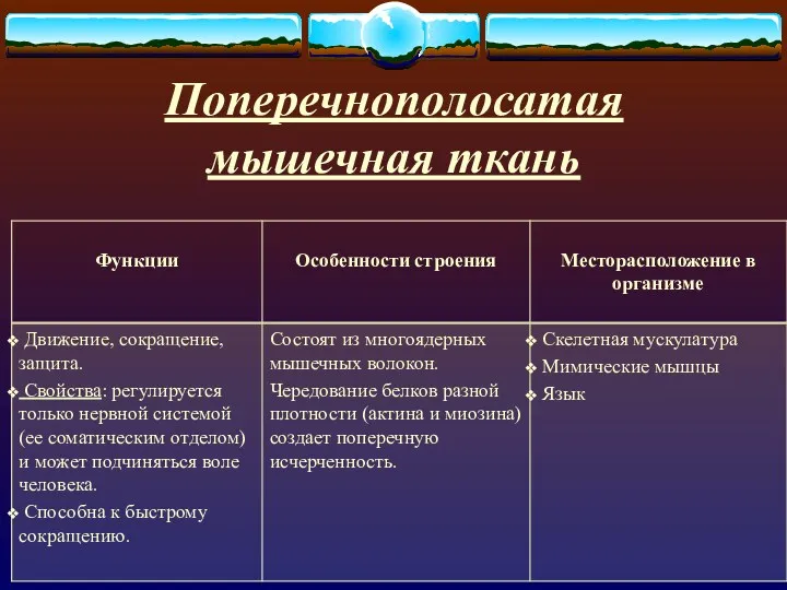 Поперечнополосатая мышечная ткань