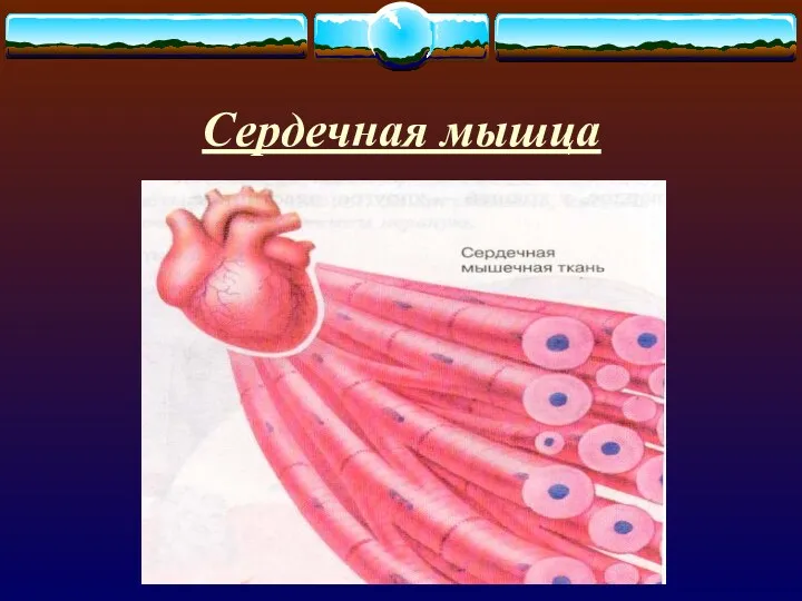 Сердечная мышца