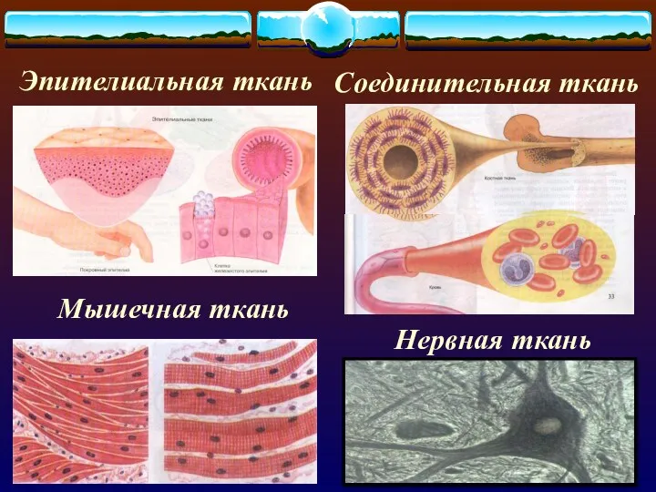 Эпителиальная ткань Соединительная ткань Нервная ткань Мышечная ткань