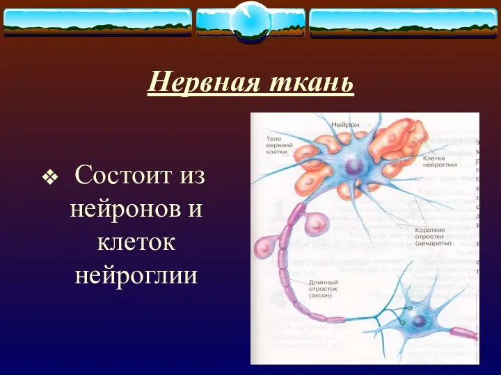 Нервная ткань Состоит из нейронов и клеток нейроглии