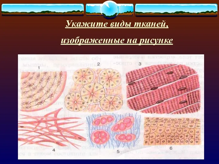 Укажите виды тканей, изображенные на рисунке