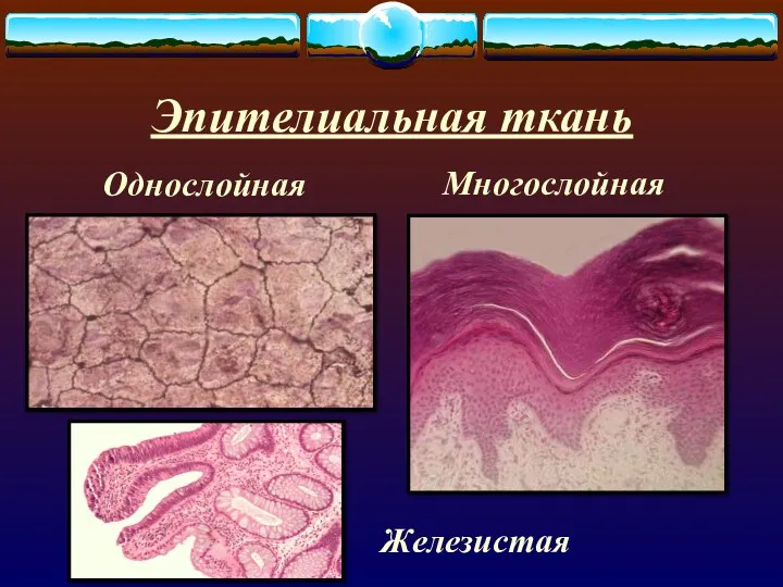 Эпителиальная ткань Однослойная Многослойная Железистая