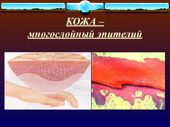 КОЖА – многослойный эпителий