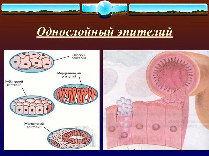 Однослойный эпителий