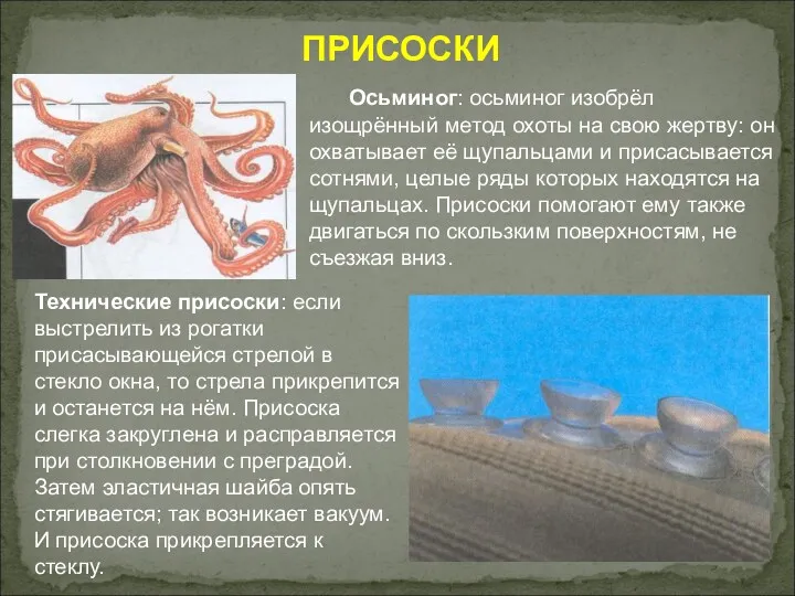 ПРИСОСКИ Осьминог: осьминог изобрёл изощрённый метод охоты на свою жертву: он охватывает её