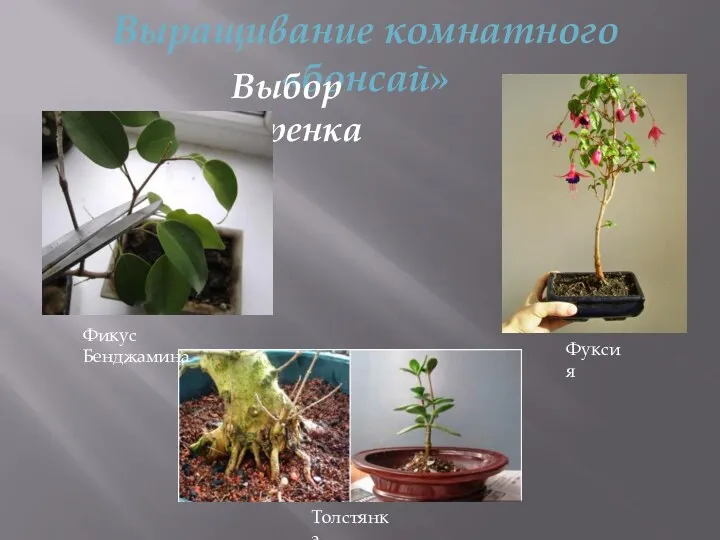 Выращивание комнатного «бонсай» Выбор черенка Фикус Бенджамина Фуксия Толстянка