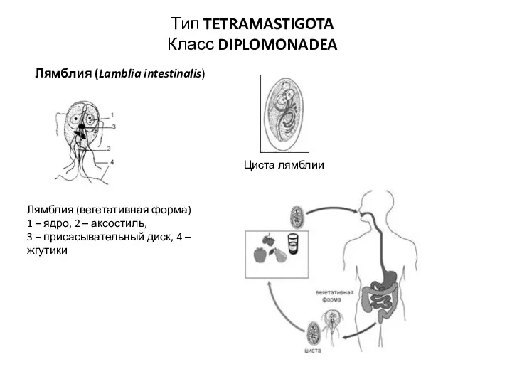 Лямблия (Lamblia intestinalis) Лямблия (вегетативная форма) 1 – ядро, 2