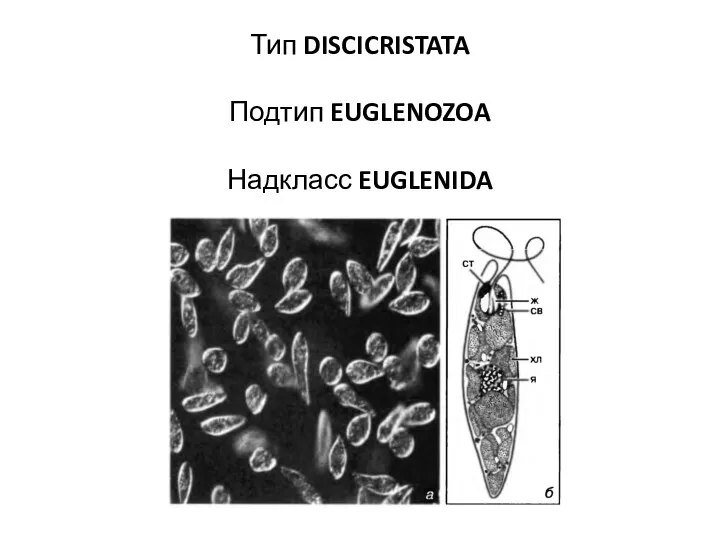 Тип DISCICRISTATA Подтип EUGLENOZOA Надкласс EUGLENIDA