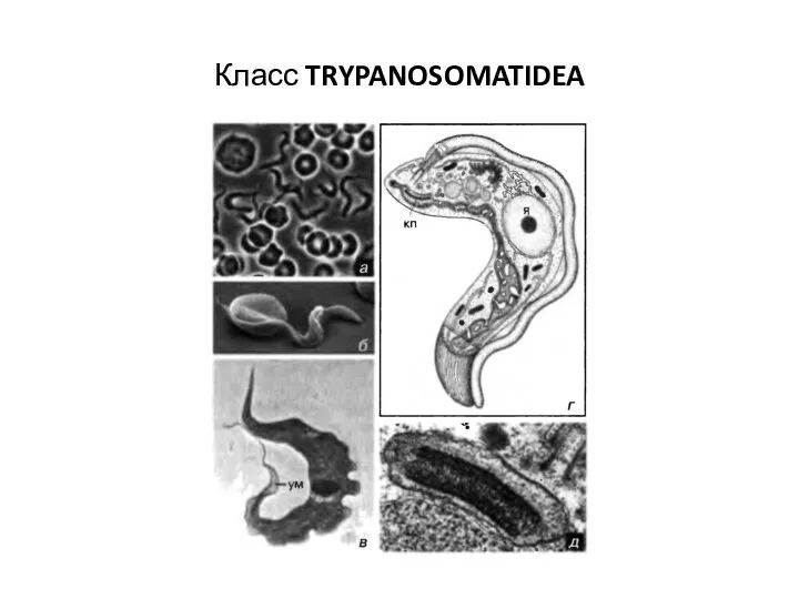 Класс TRYPANOSOMATIDEA