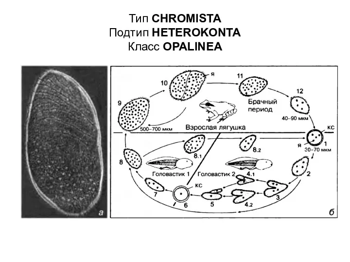 Тип CHROMISTA Подтип HETEROKONTA Класс OPALINEA