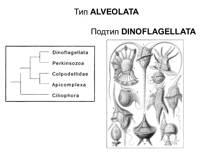 Тип ALVEOLATA Подтип DINOFLAGELLATA