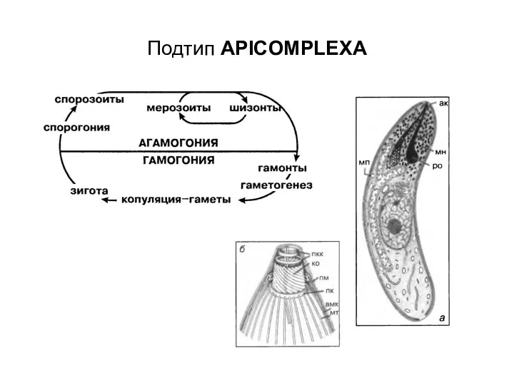 Подтип APICOMPLEXA