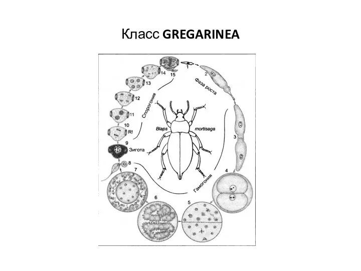 Класс GREGARINEA