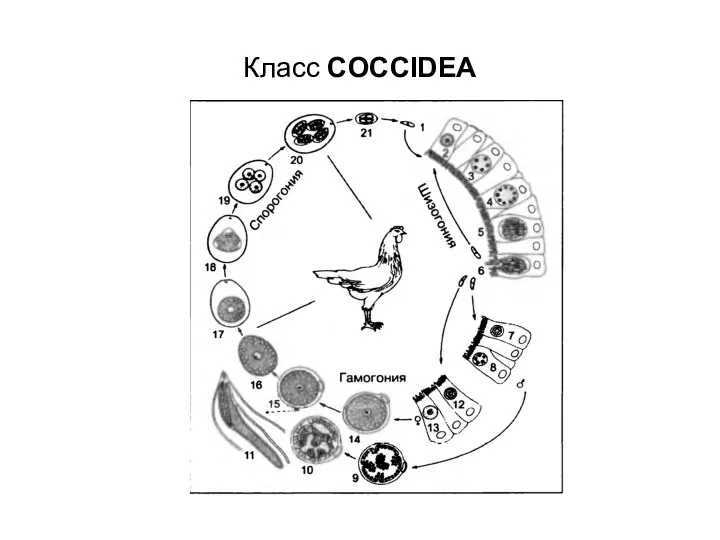 Класс COCCIDEA