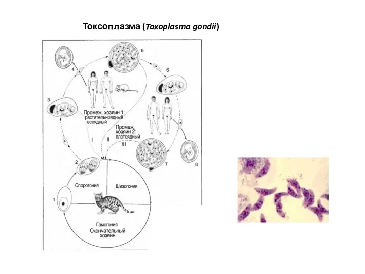 Токсоплазма (Toxoplasma gondii)