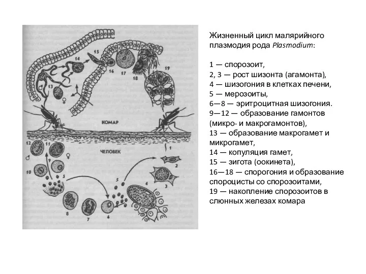 Жизненный цикл малярийного плазмодия рода Plasmodium: 1 — спорозоит, 2,