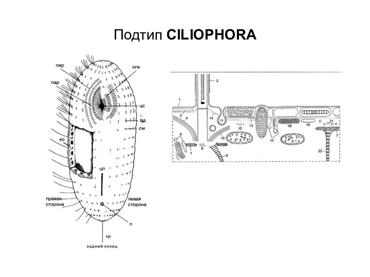 Подтип CILIOPHORA