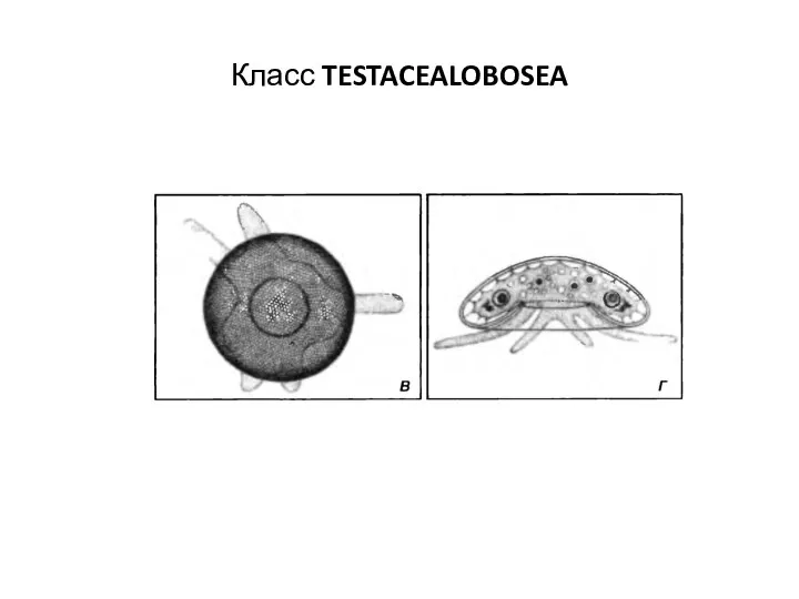 Класс TESTACEALOBOSEA