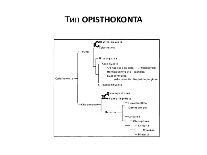 Тип OPISTHOKONTA