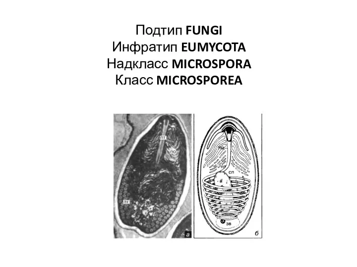 Подтип FUNGI Инфратип EUMYCOTA Надкласс MICROSPORA Класс MICROSPOREA