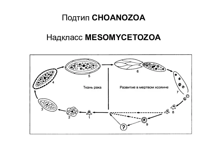 Подтип CHOANOZOA Надкласс MESOMYCETOZOA