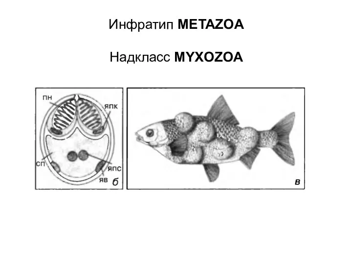 Инфратип METAZOA Надкласс MYXOZOA