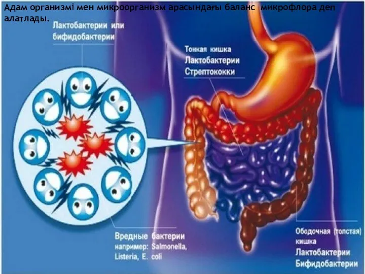 Адам организмі мен микроорганизм арасындағы баланс микрофлора деп алатлады.