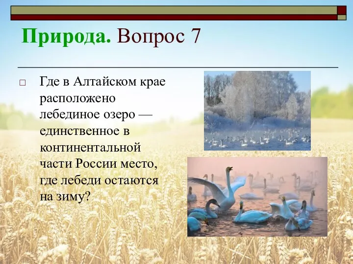 Природа. Вопрос 7 Где в Алтайском крае расположено лебединое озеро — единственное в