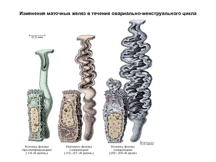 Изменения маточных желез в течение овариально-менструального цикла