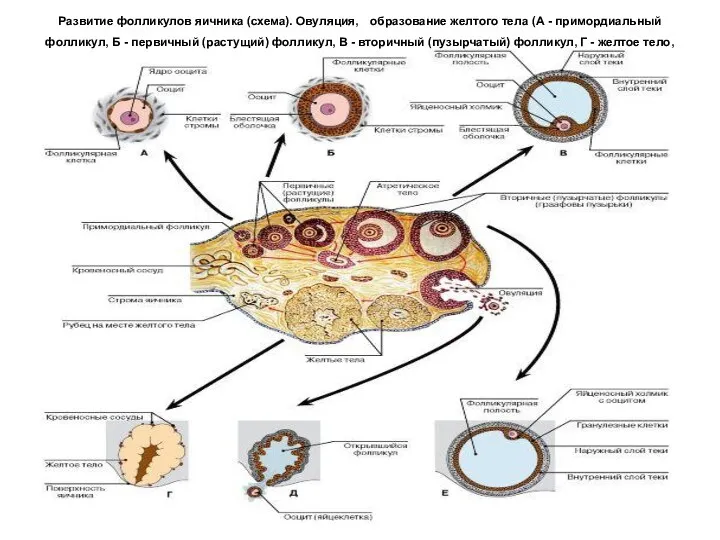 Развитие фолликулов яичника (схема). Овуляция, образование желтого тела (А -