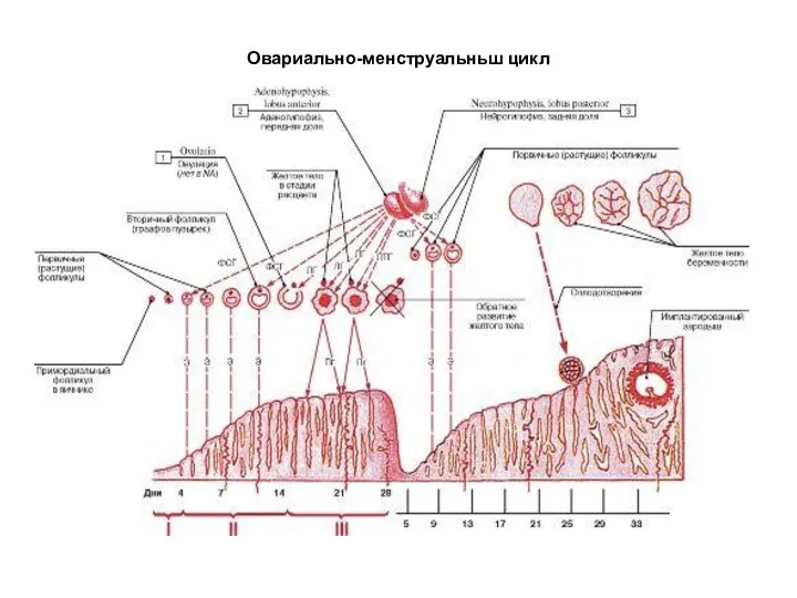 Овариально-менструальньш цикл