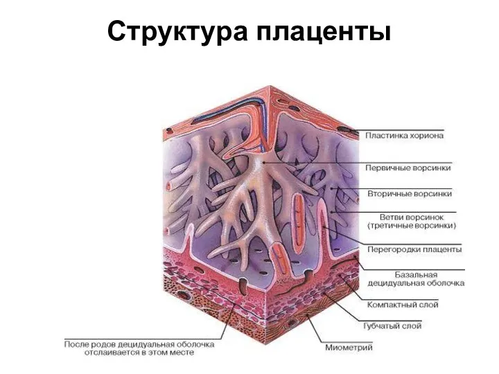 Структура плаценты