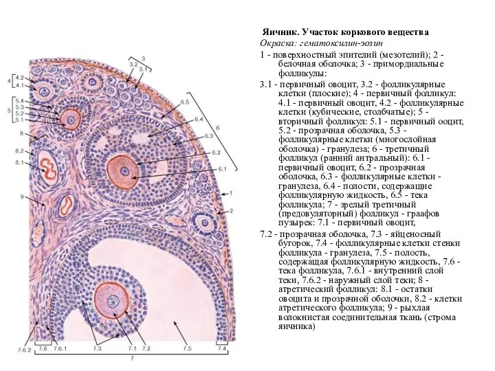 Яичник. Участок коркового вещества Окраска: гематоксилин-эозин 1 - поверхностный эпителий