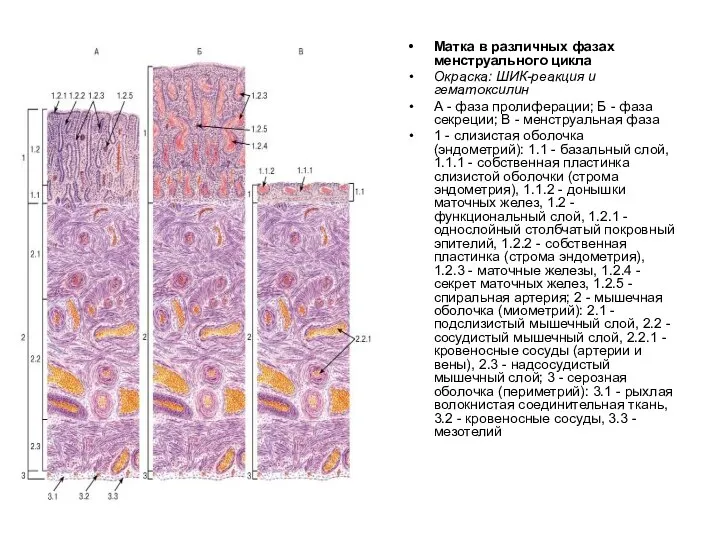 Матка в различных фазах менструального цикла Окраска: ШИК-реакция и гематоксилин