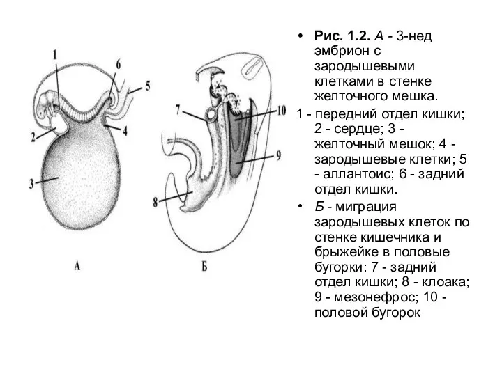 Рис. 1.2. А - 3-нед эмбрион с зародышевыми клетками в