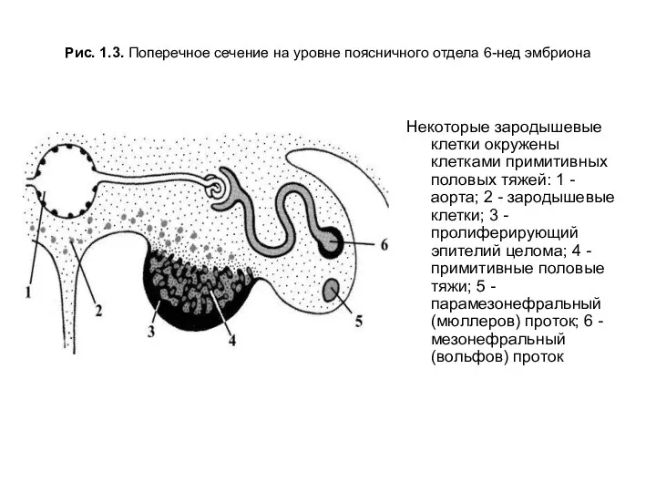 Рис. 1.3. Поперечное сечение на уровне поясничного отдела 6-нед эмбриона