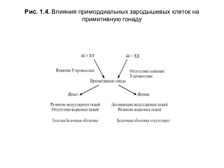 Рис. 1.4. Влияния примордиальных зародышевых клеток на примитивную гонаду