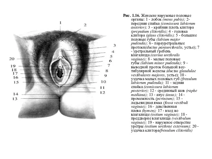 Рис. 1.16. Женские наружные половые органы: 1 - лобок (mons